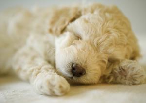 安心価格で元気なピジョンの子犬販売