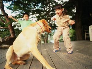 鹿児島でペット葬儀が行える会社