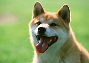 しつけ教室に取り組む京都市の動物病院