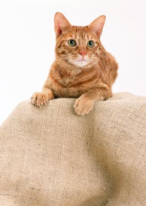 動物専門の病院とサービスの詳細