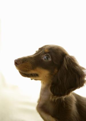 【信頼の実績】アサンテのシロアリ駆除サービスで安心をお届け ? 無料診断・即日対応可能！